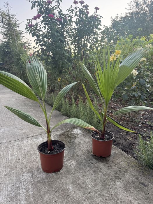 Vand palmieri Washingtonia robusta 30-40cm