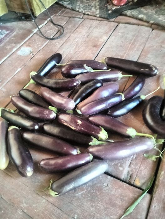 Продам баклажаны и огурцы