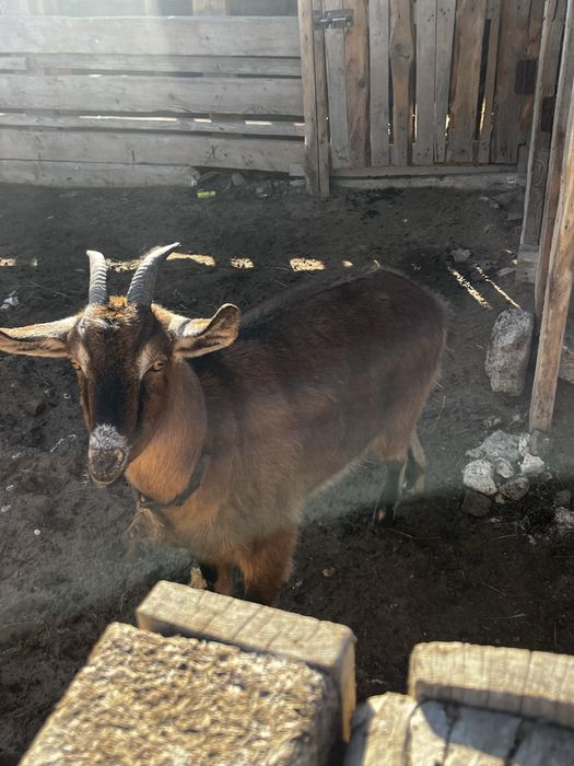 Сауын ешкі (ұрғашы буазы)