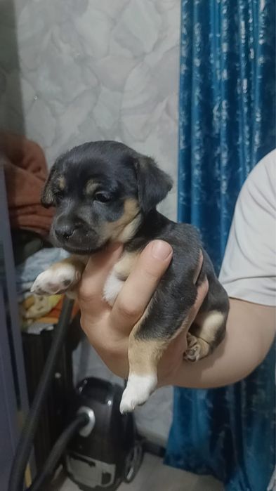 Пинчер карликовый