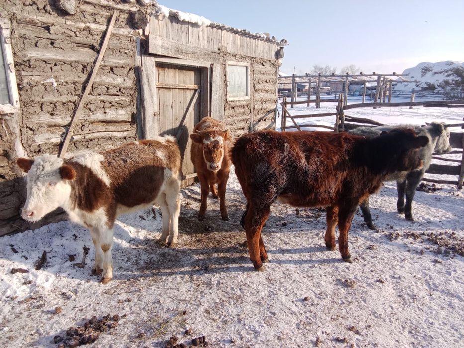 Годовалые телята