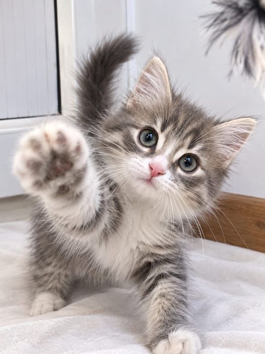 Котёнок Сэм,красавчик!