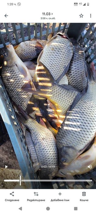 Жива риба шаран всякакви размери