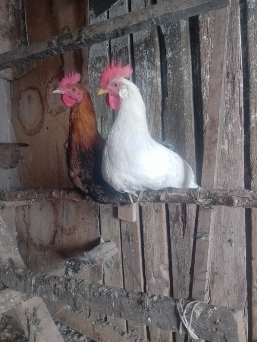 Екі әтеш сатылады