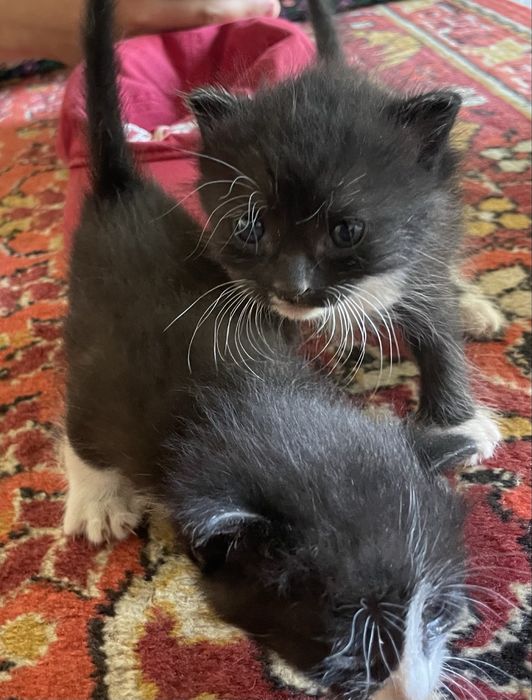 Отдам котят в хорошие руки!!!