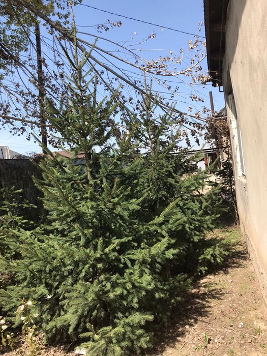 Ёлки европейский 6 шт