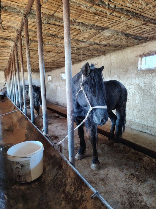 Айғыр үйір Айғыр