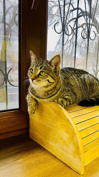 Стерилизаванная кошечка ищет дом