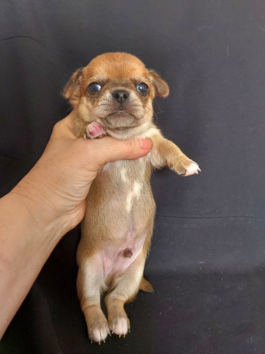 Продаю щенков чихуахуа