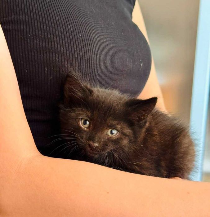 Отдам в добрые руки котят