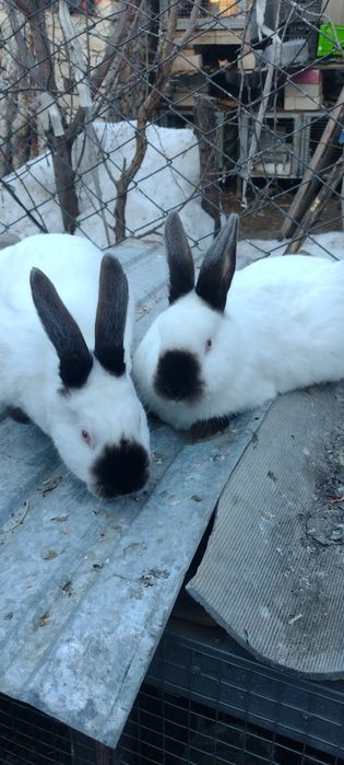 Кролики калифорния