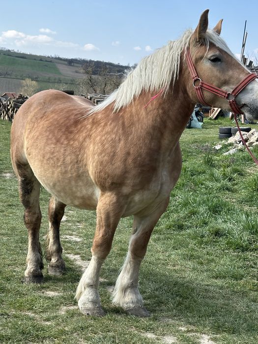 Vand manza de 3 ani gestanta