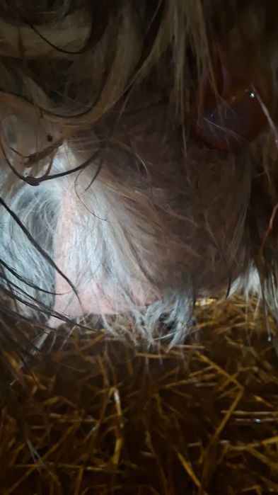 Capră carpatină cu ied(junică)