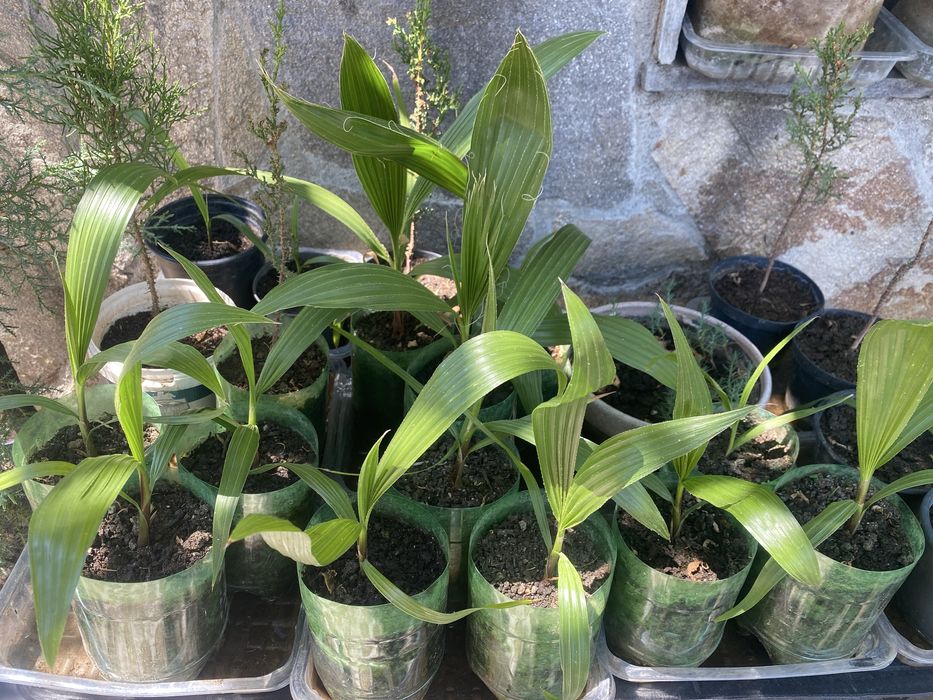 Разпродажба кипариси палми