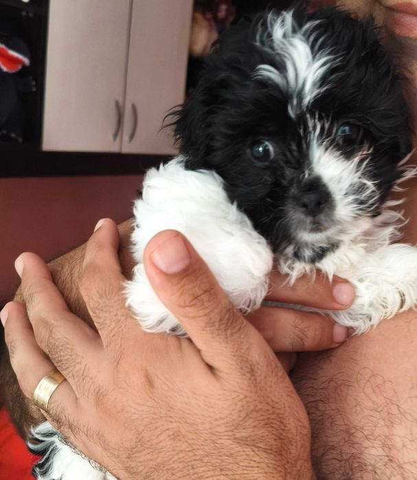 Catel bichon talie mica