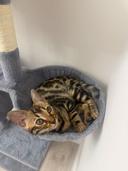 Бенгалска котка, женска, на 5 месеца