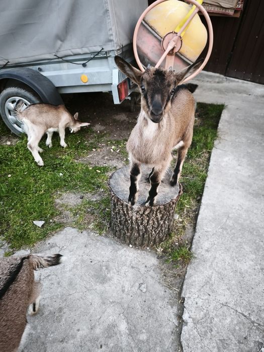 Capra și 2 ieduțe alpine de vanzare