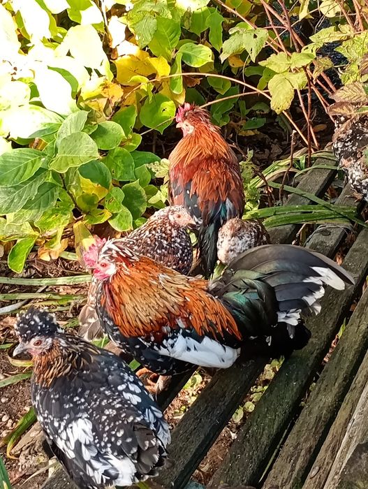 Vând cocosi pitici!