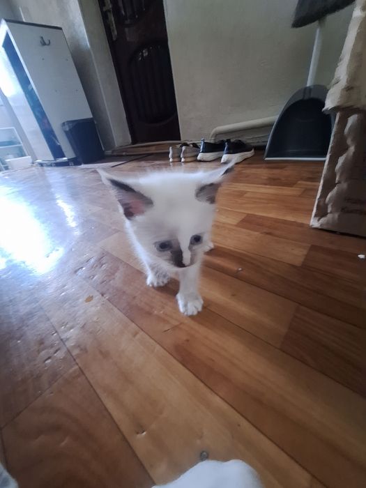 котята,алматы,возраст-1месяц