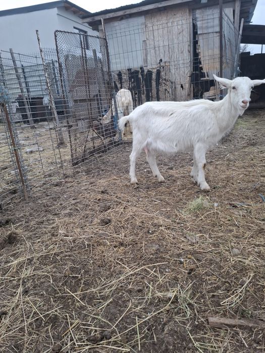 Vand capre saanen bune de lapte