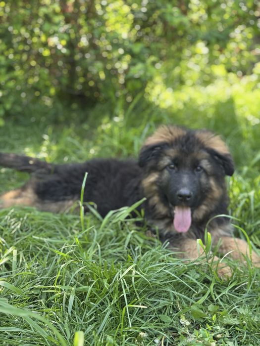 Немецкие овчарки