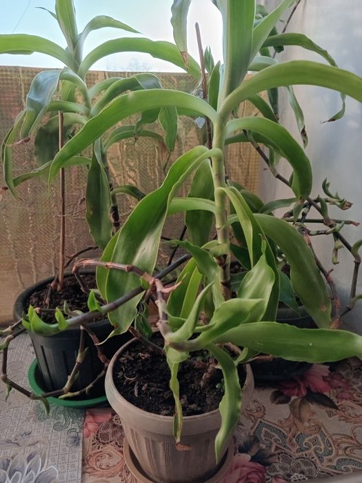 Продам  комнатные  растения