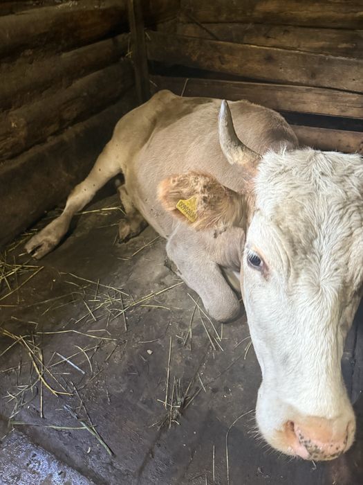 Продам нетель 1 год 2 месяца