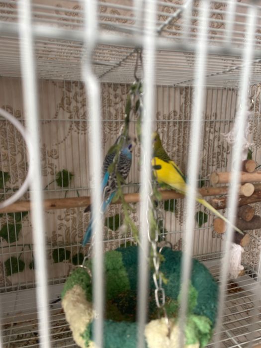 Попугаи волнистые пара