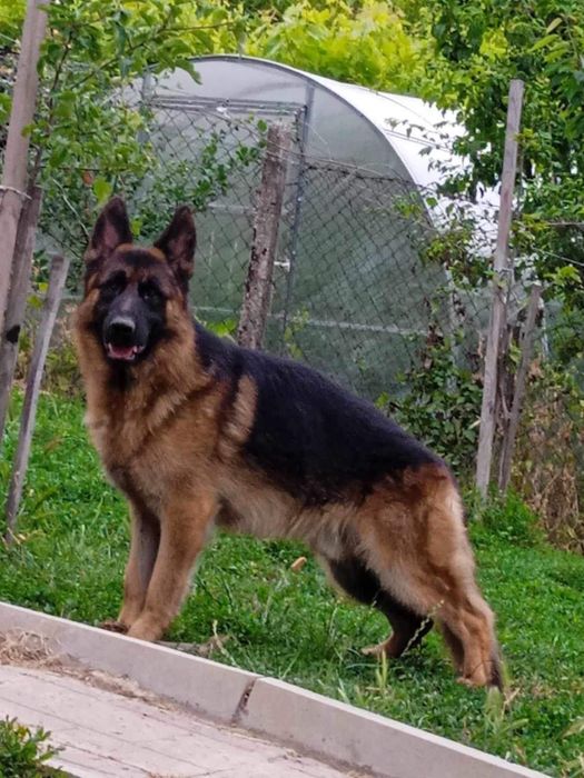 Немски Овчарки Женски