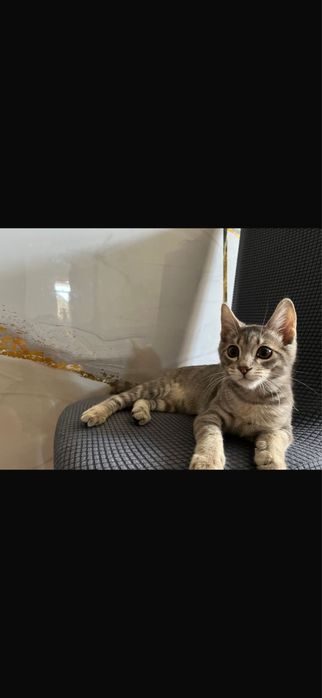 Кошка 3 месяц мальчик