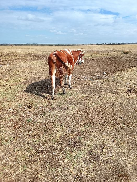 Vaca de a fata 5 luni