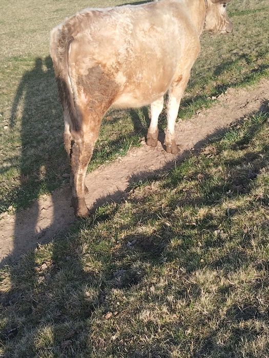 Junincă de vânzare