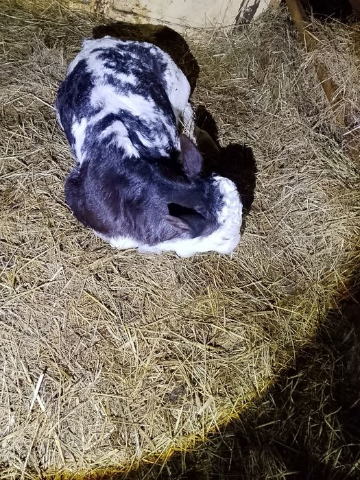 Vand viței belgieni și Bălțați