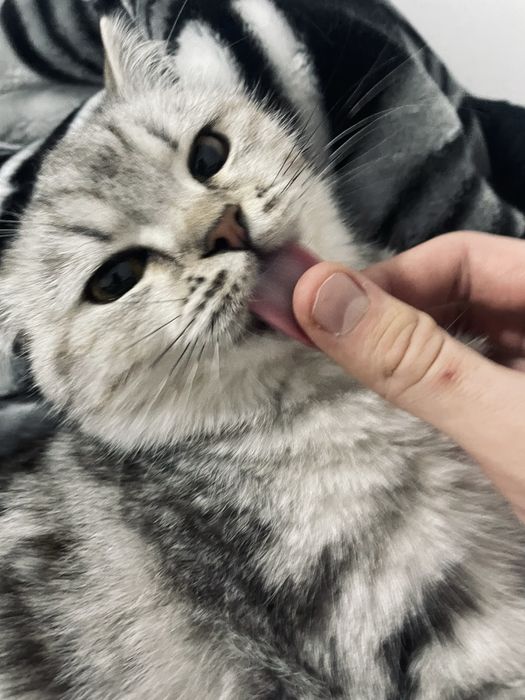 скоттиш шиншилла мушук сотилади