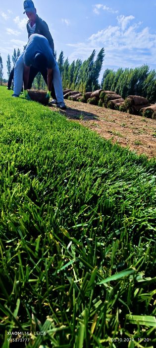 Fito - самый устойчивый к жаре ГАЗОН | Jazirama issiqqa chidamli GAZON