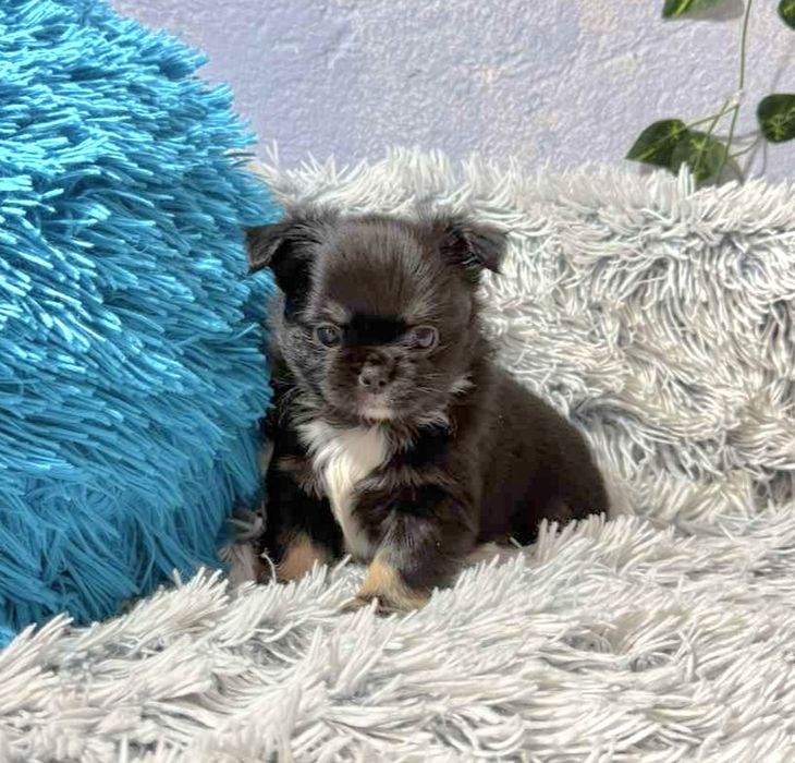 Чихуахуа момчета