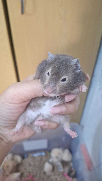 Продаются Хомяки сирийские хомяки (Мальчики)
