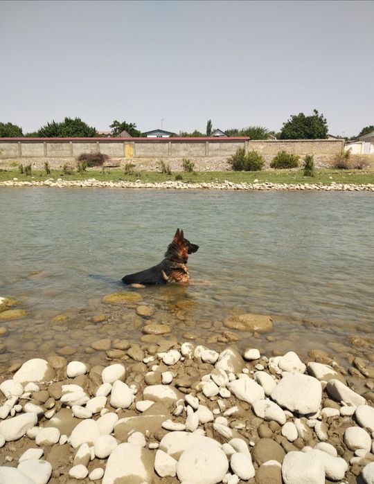 ВЯЗКА. Кобель немецкой овчарки