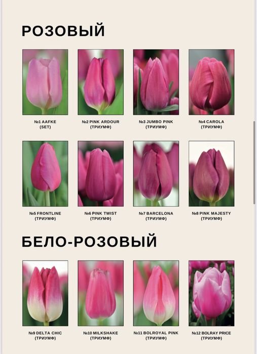 Тюльпаны пиновидные тюльпаны