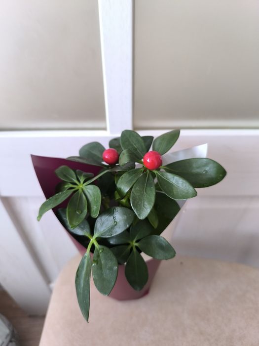 Цветы на тойбастар