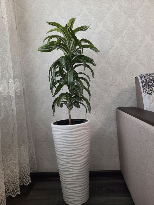 Продам цветок Драцену.