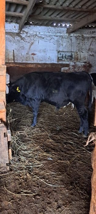 Продам 3бычков подсосный крупные