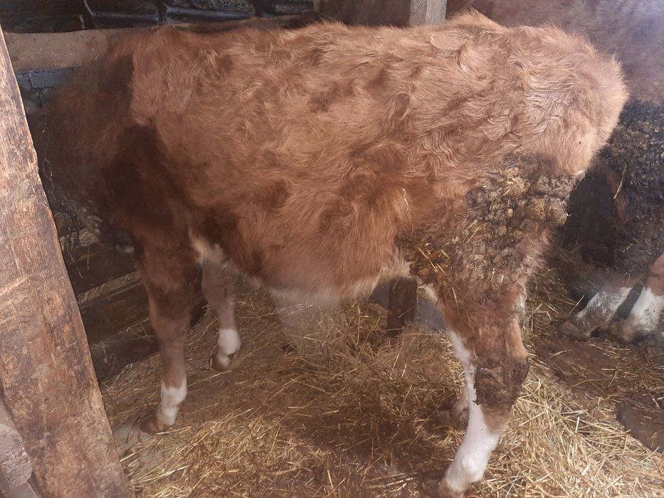 Телки телята телки