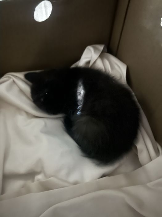 Котята остались на улице
