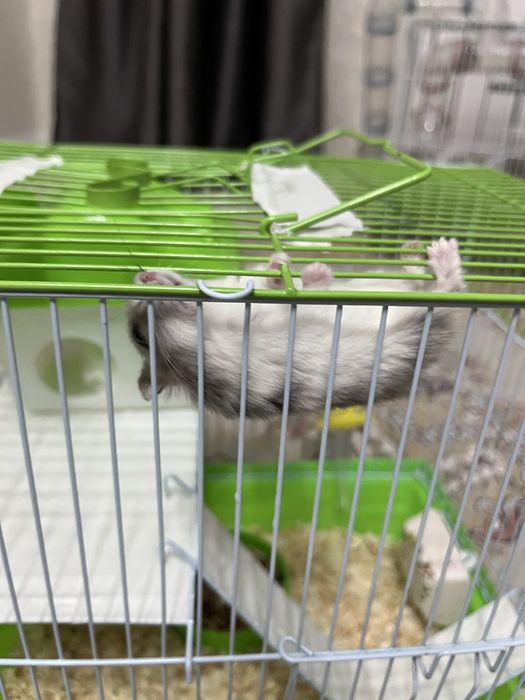 Хомяки джунгарские