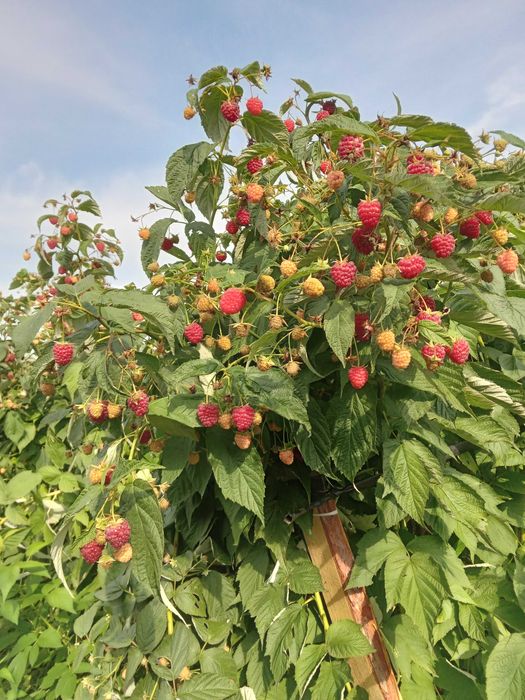 Целогодишен разсад малини и ягоди от производител