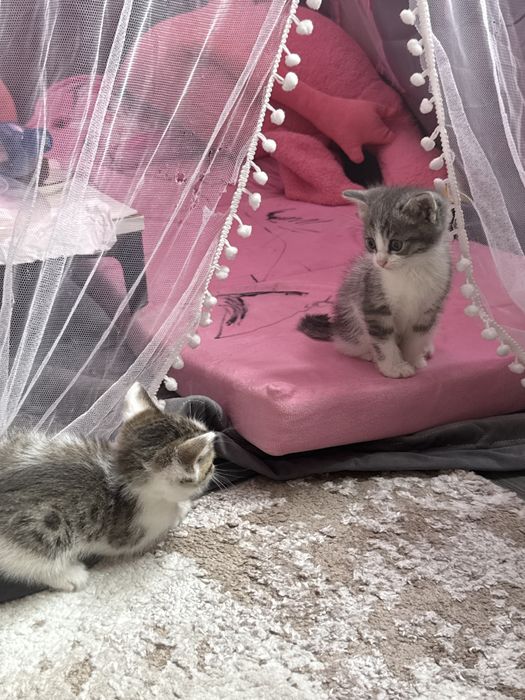 Отдам котят в добрые руки (мальчики)