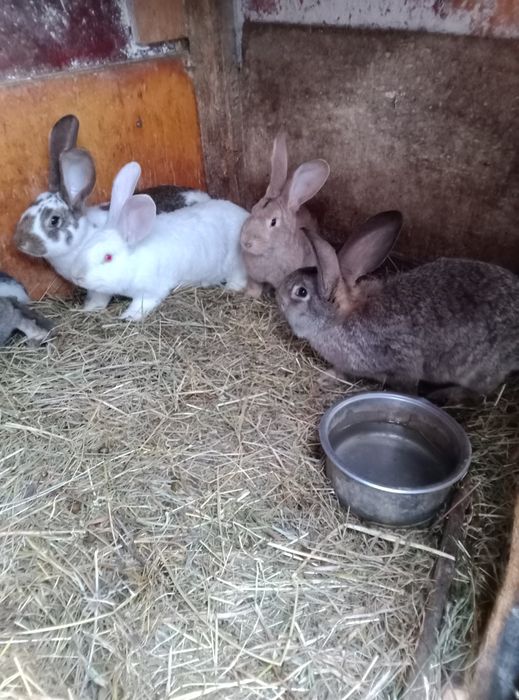 Iepuroaice de vanzare