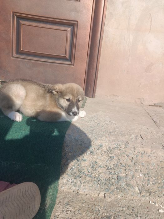 щенки собака порода Хаски + Лайка. Красивые.