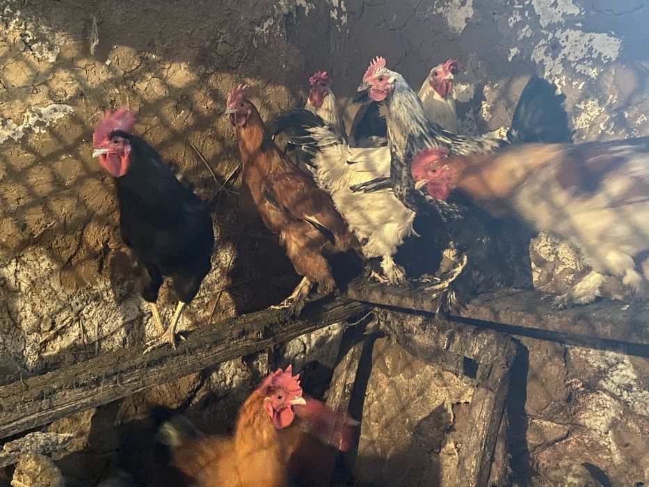 Петухи —-молодые